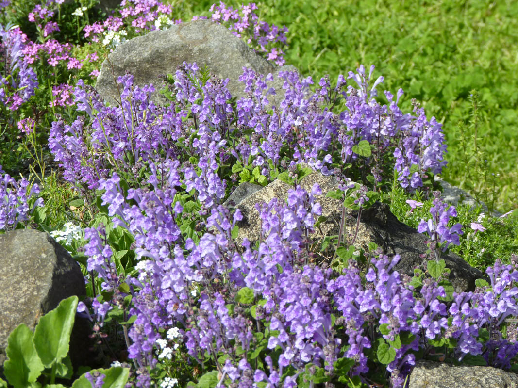 Scutellaria indica var parviflora